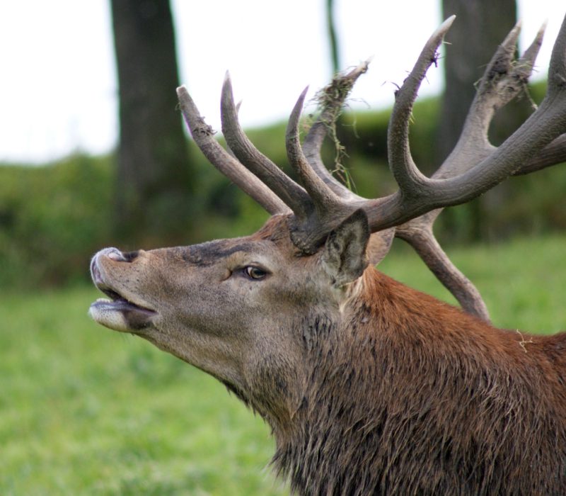 Hirsch