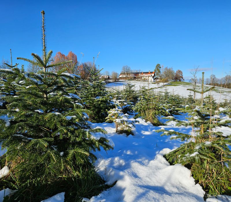 Christbaumplantage