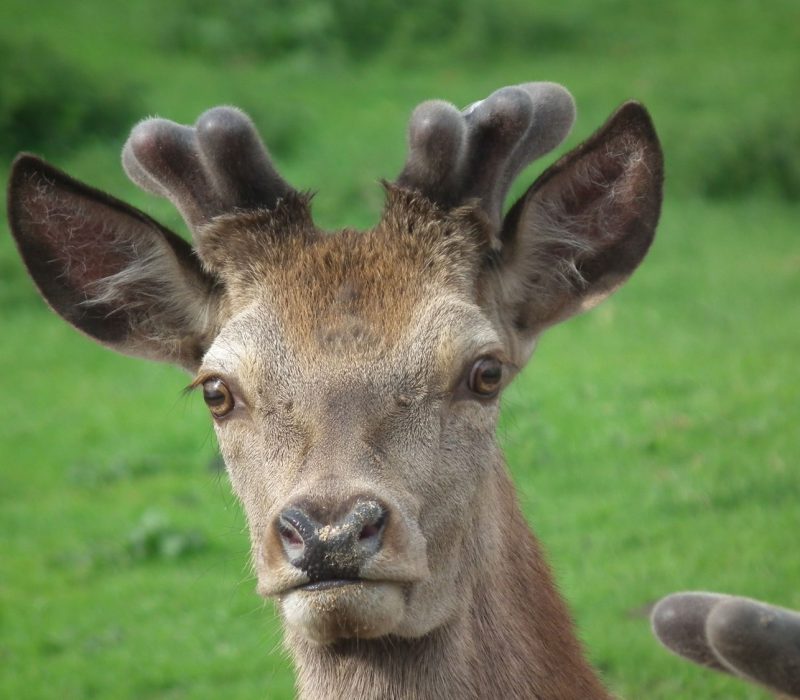 Wild aus eigener Zucht